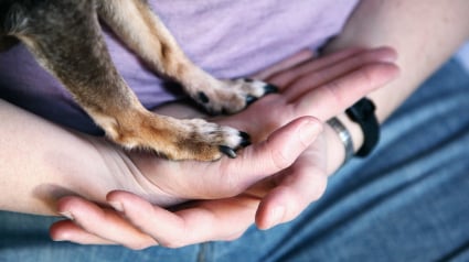 Illustration : Pourquoi votre chien se d&eacute;bat-il autant quand vous voulez lui couper les griffes ?