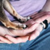 Illustration : Pourquoi votre chien se d&eacute;bat-il autant quand vous voulez lui couper les griffes ?