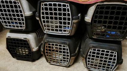 Illustration : Dans la Vienne, 38 chats &eacute;vacu&eacute;s d&rsquo;un corps de ferme insalubre vivaient aux c&ocirc;t&eacute;s d&rsquo;une septuag&eacute;naire d&eacute;pass&eacute;e par la situation