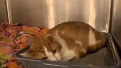 Illustration : Inconsolable depuis que sa famille l'a abandonn&eacute; en d&eacute;m&eacute;nageant, ce chat passe ses journ&eacute;es couch&eacute; sur sa liti&egrave;re au refuge (vid&eacute;o)