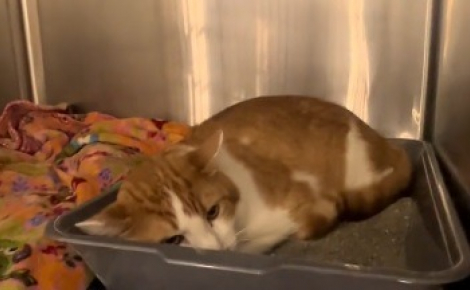 Inconsolable depuis que sa famille l'a abandonné en déménageant, ce chat passe ses journées couché sur sa litière au refuge (vidéo)