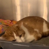 Illustration : Inconsolable depuis que sa famille l'a abandonn&eacute; en d&eacute;m&eacute;nageant, ce chat passe ses journ&eacute;es couch&eacute; sur sa liti&egrave;re au refuge (vid&eacute;o)