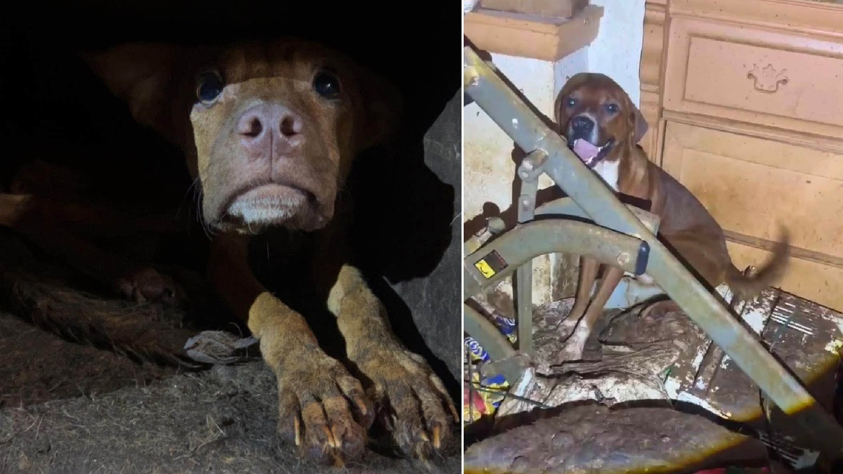 Illustration : "« Ils n'étaient jamais sortis », une intervention banale mène au sauvetage de 86 chiens enfermés dans une maison insalubre "
