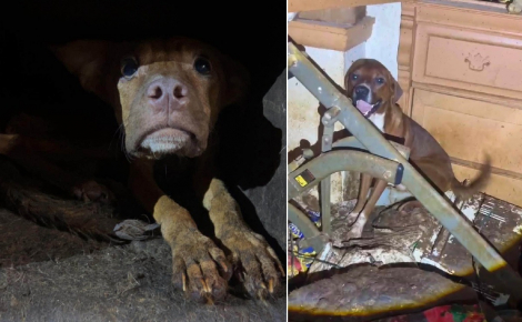 « Ils n'étaient jamais sortis », une intervention banale mène au sauvetage de 86 chiens enfermés dans une maison insalubre 