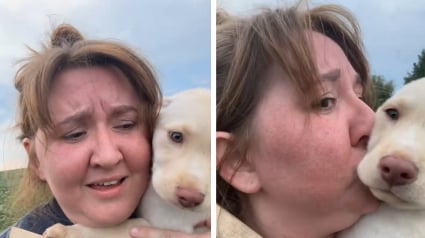 Illustration : Ce chiot perdu pleurait depuis des heures au milieu d&rsquo;un champ de soja jusqu&rsquo;&agrave; ce qu&rsquo;une femme le sauve (vid&eacute;o)