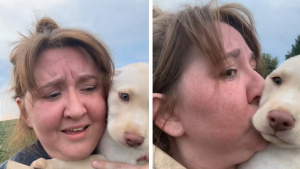Illustration : Ce chiot perdu pleurait depuis des heures au milieu d’un champ de soja jusqu’à ce qu’une femme le sauve (vidéo)