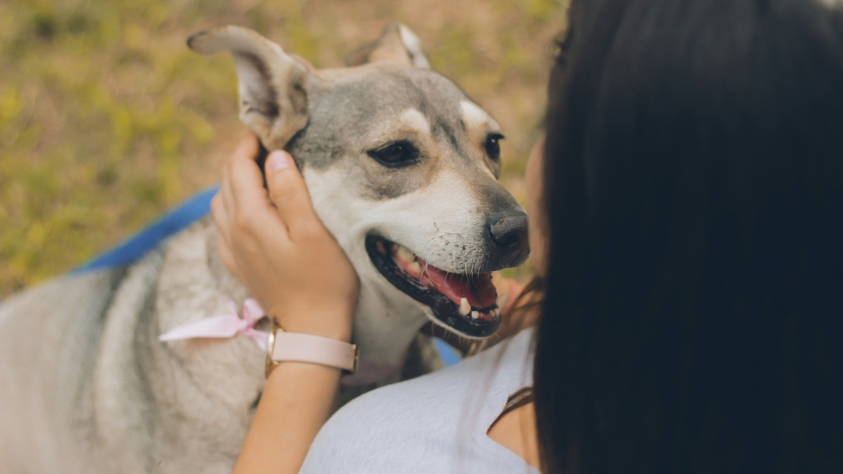 Illustration : "Animaux.fr franchit le cap des 2000 animaux adoptés et confirme son engagement pour une adoption responsable"