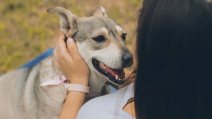 Illustration : Animaux.fr franchit le cap des 2000 animaux adopt&eacute;s et confirme son engagement pour une adoption responsable