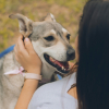 Illustration : Animaux.fr franchit le cap des 2000 animaux adopt&eacute;s et confirme son engagement pour une adoption responsable