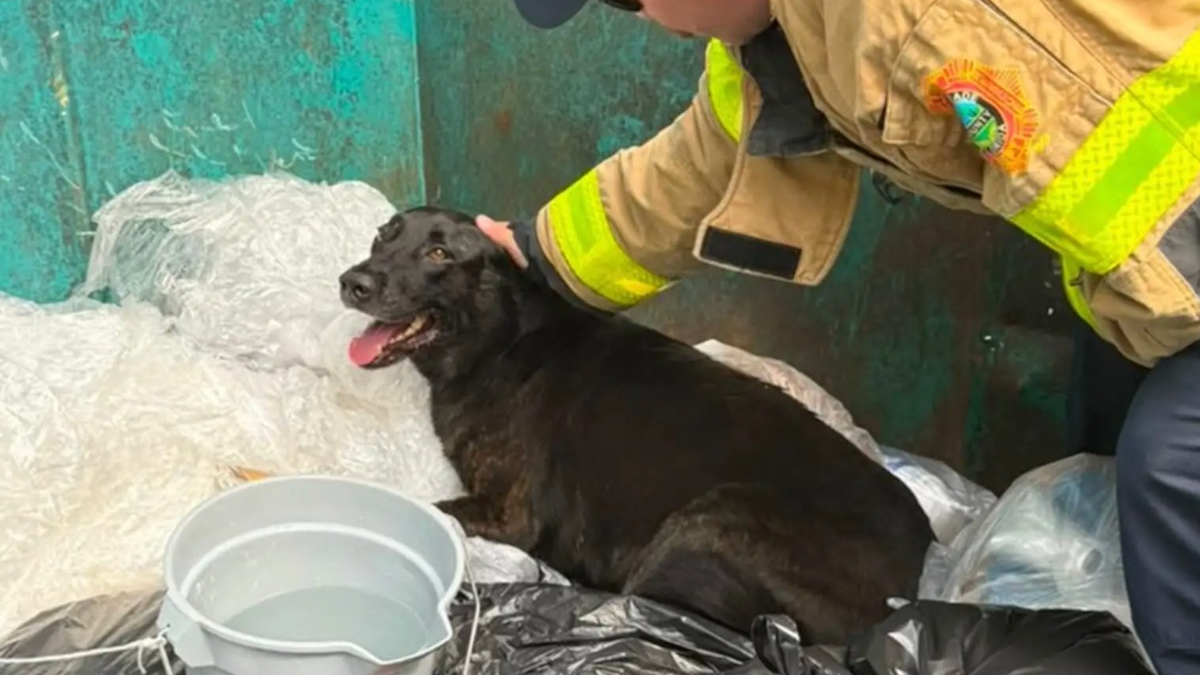 Illustration : "« L’un des pompiers l’a recueilli chez lui », les secouristes pensaient sauver des canetons, mais aident un chien abandonné dans une poubelle"
