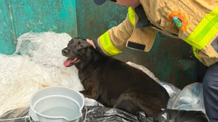 Illustration : &laquo; L&rsquo;un des pompiers l&rsquo;a recueilli chez lui &raquo;, les secouristes pensaient sauver des canetons, mais aident un chien abandonn&eacute; dans une poubelle