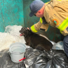 Illustration : &laquo; L&rsquo;un des pompiers l&rsquo;a recueilli chez lui &raquo;, les secouristes pensaient sauver des canetons, mais aident un chien abandonn&eacute; dans une poubelle