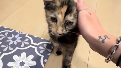 Illustration : En voyant une famille promener son chien, cette chatte errante d&eacute;cide de la suivre et trouve un foyer aimant (vid&eacute;o)
