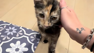 Illustration : En voyant une famille promener son chien, cette chatte errante décide de la suivre et trouve un foyer aimant (vidéo)