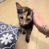 Illustration : En voyant une famille promener son chien, cette chatte errante d&eacute;cide de la suivre et trouve un foyer aimant (vid&eacute;o)