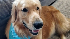 Illustration : Découvert amaigri et mal en point près d'une rivière, ce Golden Retriever survit à une maladie grave après des mois de soins