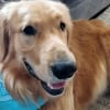 Illustration : D&eacute;couvert amaigri et mal en point pr&egrave;s d'une rivi&egrave;re, ce Golden Retriever survit &agrave; une maladie grave apr&egrave;s des mois de soins
