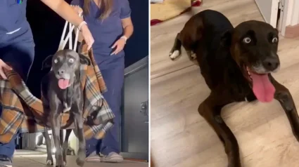 Illustration : Abandonn&eacute;e et paralys&eacute;e, cette chienne retrouve progressivement l&rsquo;usage de ses pattes gr&acirc;ce &agrave; une v&eacute;t&eacute;rinaire qui refuse de renoncer (vid&eacute;o)