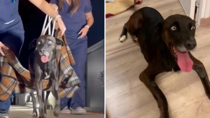 Illustration : Abandonnée et paralysée, cette chienne retrouve progressivement l’usage de ses pattes grâce à une vétérinaire qui refuse de renoncer (vidéo)