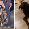 Illustration : Abandonn&eacute;e et paralys&eacute;e, cette chienne retrouve progressivement l&rsquo;usage de ses pattes gr&acirc;ce &agrave; une v&eacute;t&eacute;rinaire qui refuse de renoncer (vid&eacute;o)