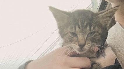 Illustration : Abandonn&eacute; sur le parking d&rsquo;un fast-food, ce chaton court apr&egrave;s une famille qui ne veut pas de lui, avant de rencontrer sa v&eacute;ritable sauveuse