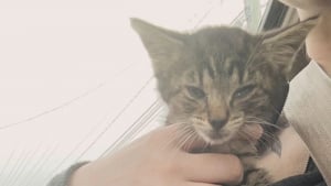 Illustration : Abandonn&eacute; sur le parking d&rsquo;un fast-food, ce chaton court apr&egrave;s une famille qui ne veut pas de lui, avant de rencontrer sa v&eacute;ritable sauveuse