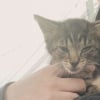 Illustration : Abandonn&eacute; sur le parking d&rsquo;un fast-food, ce chaton court apr&egrave;s une famille qui ne veut pas de lui, avant de rencontrer sa v&eacute;ritable sauveuse