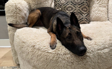 Un chien policier étranglé par un forcené armé reprend des forces chez lui après avoir été retrouvé inconscient pendant l'intervention