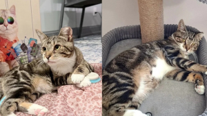 Illustration : Retrouvée parmi une colonie de chats errants, une chatte dévoile son intelligence à sa famille d’accueil en démarrant elle-même son nouveau jouet (vidéo)