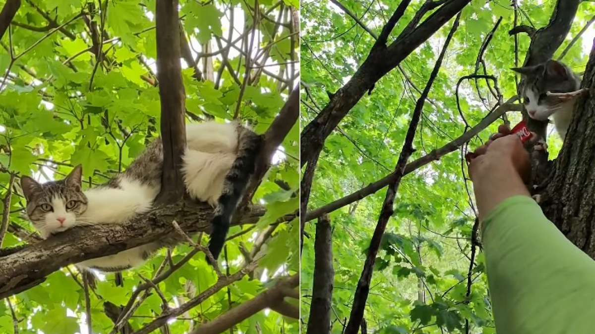 Illustration : "Avec une simple friandise, un élagueur convainc une chatte coincée dans un arbre depuis 4 jours de le laisser la secourir (vidéo)"