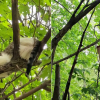 Illustration : Avec une simple friandise, un &eacute;lagueur convainc une chatte coinc&eacute;e dans un arbre depuis 4 jours de le laisser la secourir (vid&eacute;o)