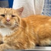 Illustration : Apr&egrave;s 1 an, un chat retrouv&eacute; &agrave; plus de 160 km de chez lui est r&eacute;uni avec sa ma&icirc;tresse (vid&eacute;o)