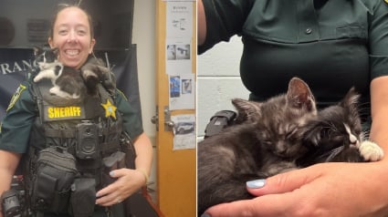 Illustration : Des policiers d&eacute;couvrent 5 chatons livr&eacute;s &agrave; eux-m&ecirc;mes sur la voie ferr&eacute;e, les sauvent et d&eacute;cident de les adopter