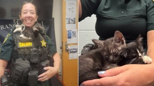 Illustration : Des policiers d&eacute;couvrent 5 chatons livr&eacute;s &agrave; eux-m&ecirc;mes sur la voie ferr&eacute;e, les sauvent et d&eacute;cident de les adopter