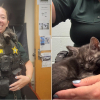 Illustration : Des policiers d&eacute;couvrent 5 chatons livr&eacute;s &agrave; eux-m&ecirc;mes sur la voie ferr&eacute;e, les sauvent et d&eacute;cident de les adopter