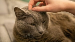 Illustration : Une grande partie des chats &acirc;g&eacute;s souffrent d&rsquo;arthrose sans montrer de signes &eacute;vidents d'apr&egrave;s une &eacute;tude 