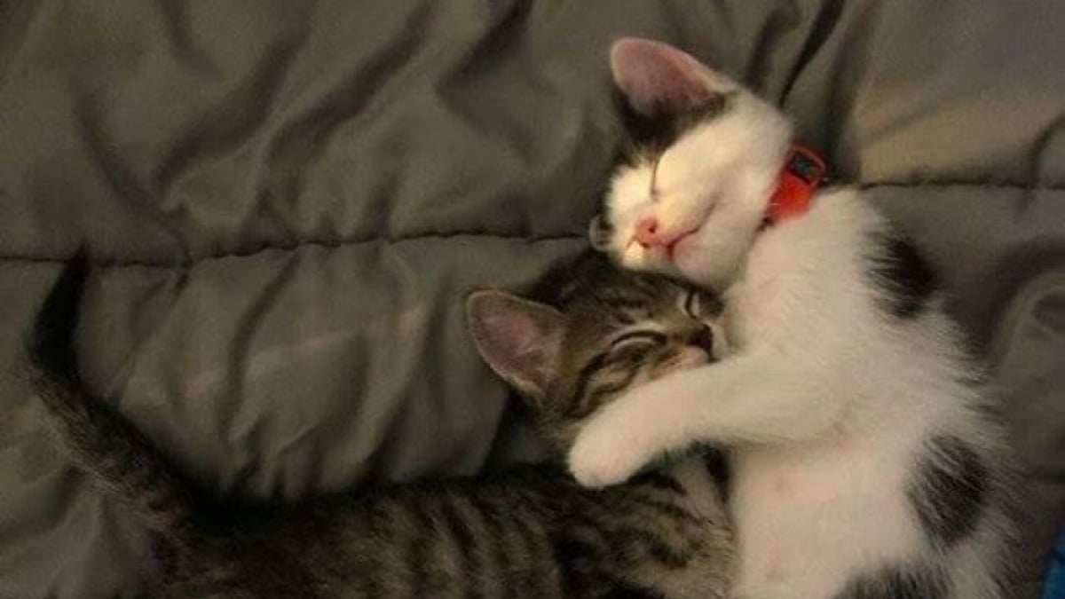 Illustration : "15 photos de chats si mignonnes qu’elles vous feront fondre le coeur"