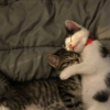 Illustration : 15 photos de chats si mignonnes qu&rsquo;elles vous feront fondre le coeur