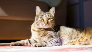 Illustration : 7 moyens d&rsquo;aider votre chat &agrave; se sentir en s&eacute;curit&eacute; avec vous