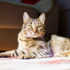 Illustration : 7 moyens d&rsquo;aider votre chat &agrave; se sentir en s&eacute;curit&eacute; avec vous