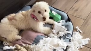 Illustration : 11 chiens pris en flagrant d&eacute;lit de b&ecirc;tise et qui n&rsquo;ont m&ecirc;me pas honte