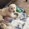 Illustration : 11 chiens pris en flagrant d&eacute;lit de b&ecirc;tise et qui n&rsquo;ont m&ecirc;me pas honte