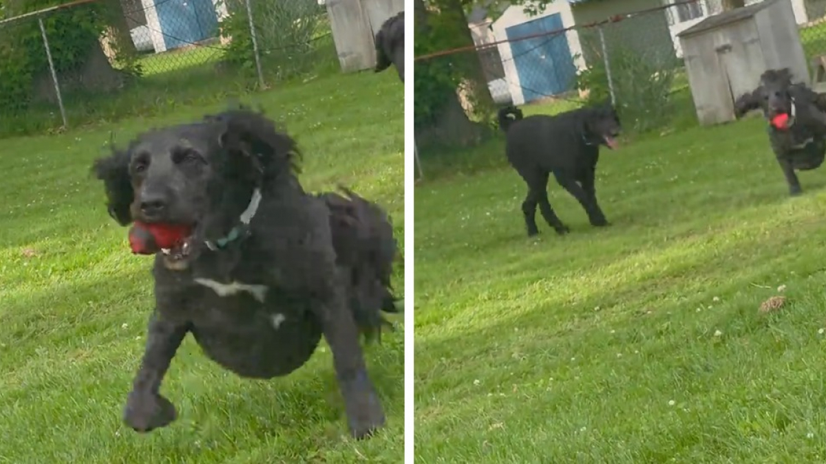 Illustration : "Un chien partage sa balle préférée avec sa petite soeur amputée des pattes arrière (vidéo)"