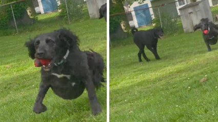 Illustration : Un chien partage sa balle pr&eacute;f&eacute;r&eacute;e avec sa petite soeur amput&eacute;e des pattes arri&egrave;re (vid&eacute;o)