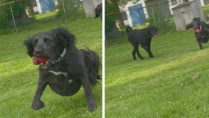 Illustration : Un chien partage sa balle préférée avec sa petite soeur amputée des pattes arrière (vidéo)