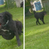 Illustration : Un chien partage sa balle pr&eacute;f&eacute;r&eacute;e avec sa petite soeur amput&eacute;e des pattes arri&egrave;re (vid&eacute;o)