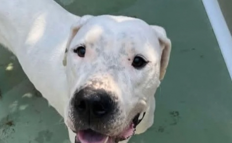 Un mois après son sauvetage sur un balcon, ce Dogue Argentin autrefois très affaibli retrouve des forces et un regard pétillant