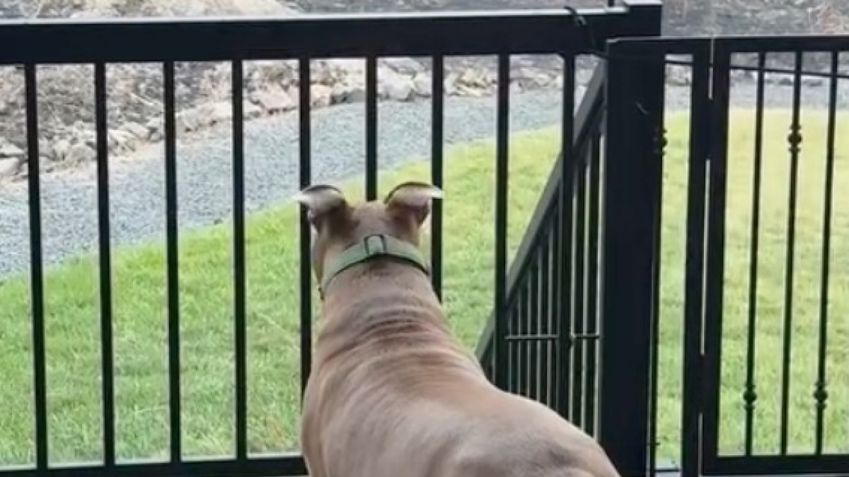 Illustration : "Filmé, ce chien Pitbull s'attriste en découvrant son parc préféré ravagé par un incendie (vidéo)"