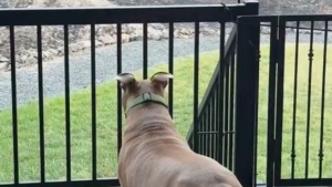 Illustration : Filmé, ce chien Pitbull s'attriste en découvrant son parc préféré ravagé par un incendie (vidéo)
