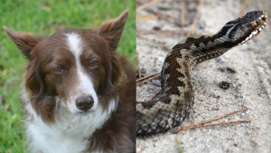 Un chien mordu par une vipère lors d'une promenade près de Dijon, sa maîtresse appelle à la vigilance après son sauvetage in extremis